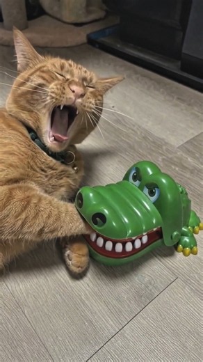 The crocodile took it personally 🐊😂#cat #cats #funny
