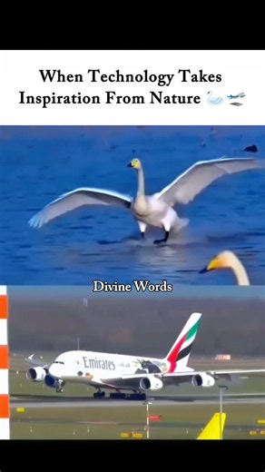 When technology copies nature... 🦢✈️ #technology #natureinspired #techfacts #naturefacts