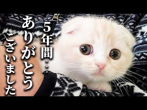ハスキー犬に育てられた子猫は5年後こうなりました...