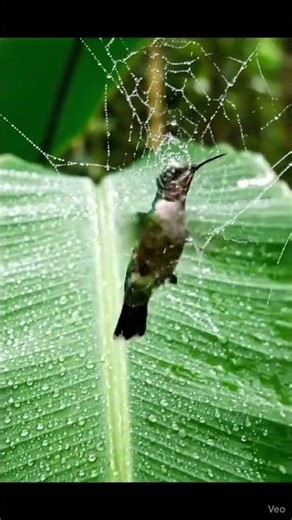 Web Weaver Flight 🕸️✨ A Tiny Hummingbird in Magical Motion 🐦💫 #vibrantbirds #nature #wildlife