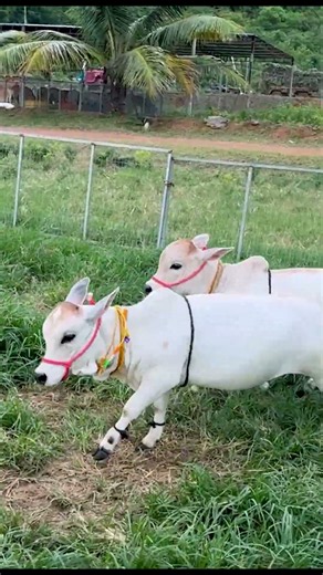 The Mini Cows Run ... So much energy #farming #cow #farm #lol #cute #now #wow #animals