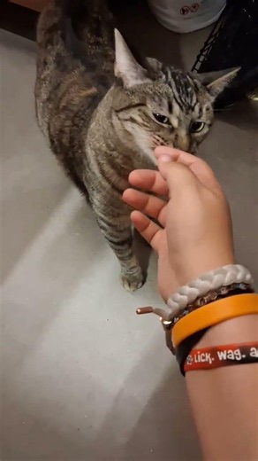 Chowder at PetSmart! Come meet her! #cat #adoptablecats #petsmart