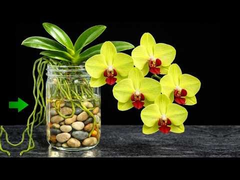 Stop Using Orchid Soil NOW! Watch Roots Explode in 30 Days