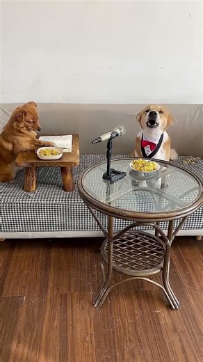 These puppies are eating popcorn and singing. Can you guess what they're singing