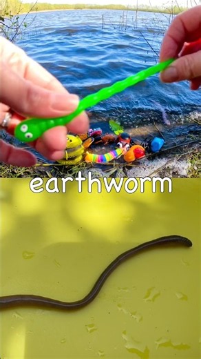 Kids Learn | Bug Insect Names at the Lake: Centipede Firefly Scorpion Soldier Beetle Earthworm