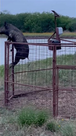 Wild boar hog jumps out of trap!! #hogs #trapped #pig #escape