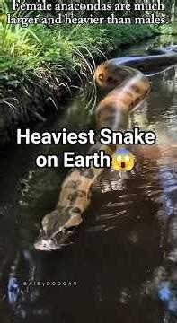 Green Anaconda Biology: Understanding the World's Heaviest Snake 🐍