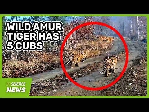 First Ever Footage Of A Wild Amur Tigress With 5 Cubs In China