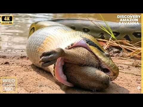 Deadly Anaconda Attacks in the amazon jungle - Wild Life Discovery Snake Video