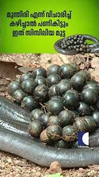 മുന്തിരി എന്ന് വിചാരിച്ച് കഴിച്ചാൽ പണികിട്ടും ഇത് സിസിലിയ മുട്ട #snake #vavasuresh #rescue