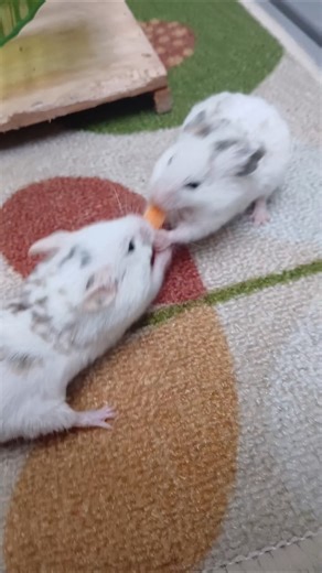 tug of war🐹😁🤪 #cutepets #hampter #syrianhamster #shorfeed