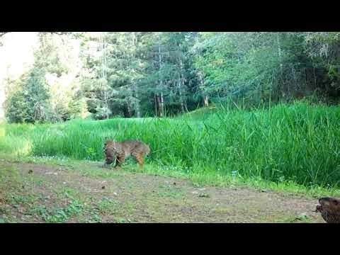 Bobcat attack muskrat