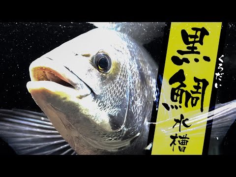 【釣ったクロダイ水槽】上部フィルター＋外部フィルター併用で濾過強化!! してる間に仲間を釣りに行く【コトブキ パワーボックス1200】