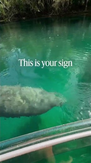Manatee season is back November 15–March 31