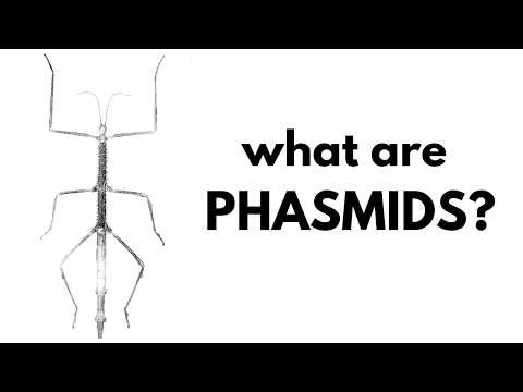 What Are Phasmids?