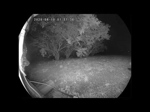 Cam 3:♥️ LIVE 🌷Critter CamTV ☔️ | 24/7 Wild Animals & Birds | Spring Kentucky USA
