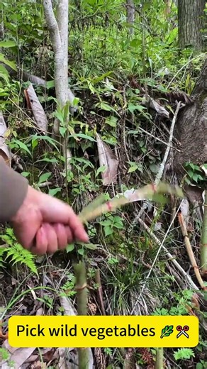 Pick wild vegetables 🌿✂️
