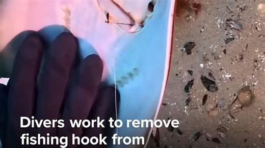Divers work to remove fishing hook from Fiddler ray's mouth