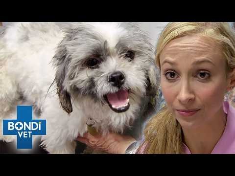 Rescue Dog's Head Won't Stop Shaking Uncontrollably | Bondi Vet
