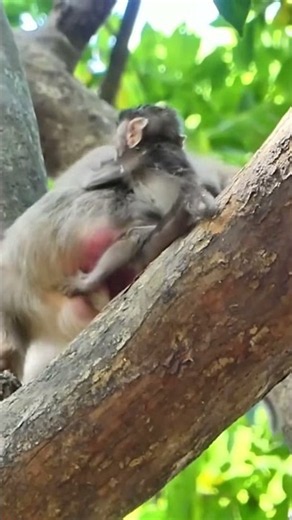 What is happening to make the mother monkey act so strangely? | Monkey Documentary