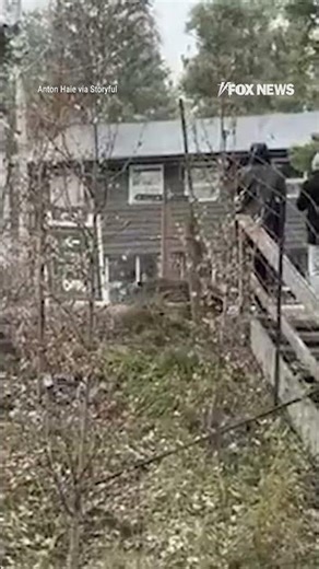 UN-BEAR-LIEAVABLE!: Tourists find themselves face-to-face with a grizzly bear #shorts #bear #tourist