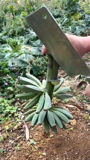 BANANA HARVEST looks this satisfying?! 😮🍌🔪#shorts #gardening #farming #plants #garden #satisfying