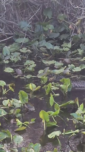 Alligator eating a python. Took this with my phone sorry about the quality. I got some great footage with my camera so when this Southern Florida safari is over I'll be sharing that with you 😁 In the meantime Go Team Native Species 💪🏼 #alligator #nativespecies #florida | oneWildlifer