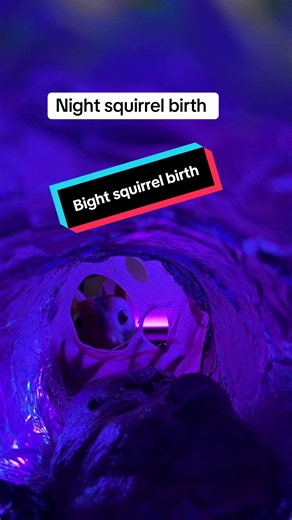 Magical #nature #birth #squirrel | squirrels