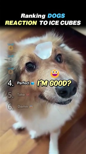 Ranking FUNNIEST DOGS REACTING TO ICE CUBES!! 🐶🧊