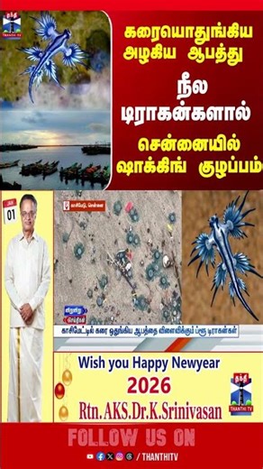 BlueDragon || Chennai || Kasimedu