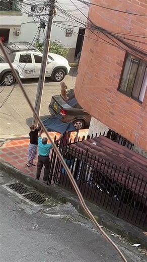 Stranded Cat Falls From Power Lines Into Neighbors' Blanket