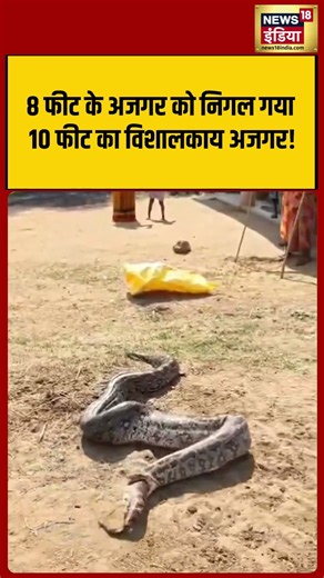 A massive 10-foot python swallowed an 8-foot python! | #viralvideo #viralnews #shorts