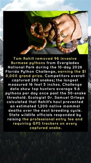 The Hunter Who Caught 96 Pythons in 10 Days—and Changed the Rules Forever