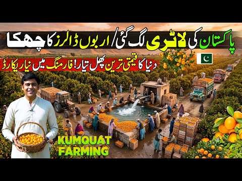Pakistan Successfully Grows Chinese Kumquat! 🇵🇰🍊 | Kumquat Farming in Pakistan | Kissan Ka Pakistan