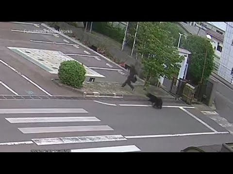 Bear chase caught on camera