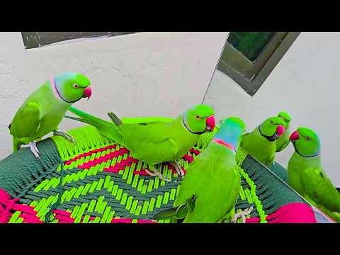 Amazing Parrots Having Some Great Fun And Beautiful Talking And Dancing