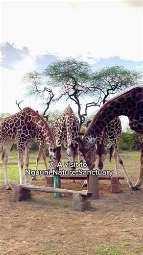 Explore the Beauty of Kenya | Safaris, Wildlife & Natural Wonders