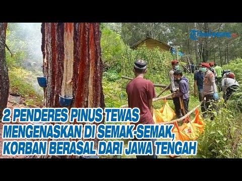 2 Penderes Pinus Tewas Mengenaskan di Semak-semak, Korban Berasal dari Jawa Tengah