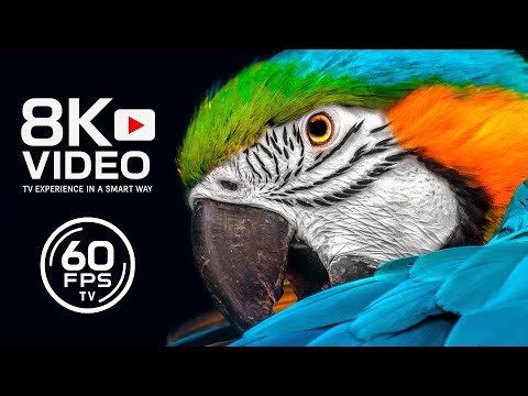 THE LIVING PLANET – ANIMALS IN REAL 8K ULTRA HD - 4K TV HDR DEMO 60FPS