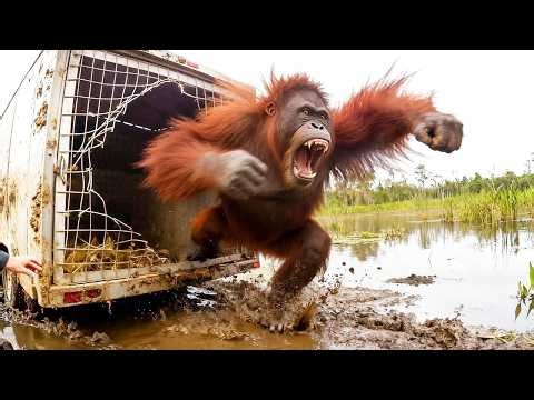 Watch These Animals Being Freed for the First Time
