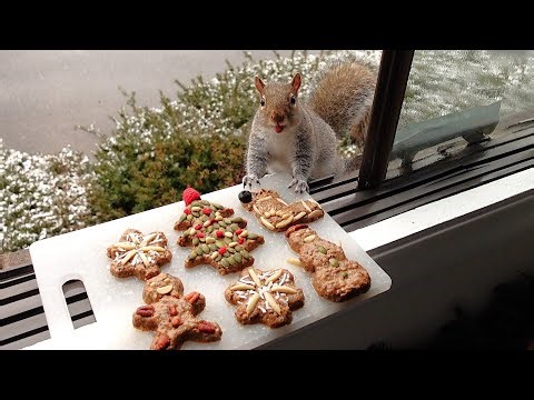 Squirrels' reactions to christmas cookies