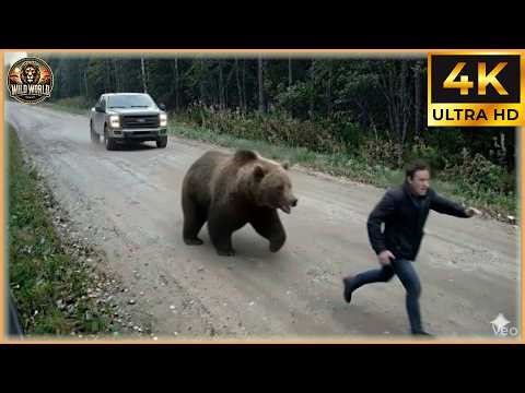 Craziest Animal Attacks Ever Caught On Camera | Amazing Animals