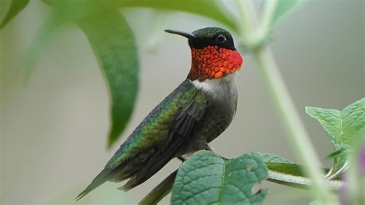 When do hummingbirds return to Ohio? Track them on this migration map