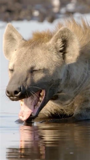 Hyenas are misunderstood