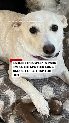 Dog lost in Yellowstone National Park