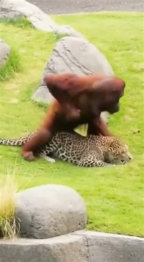 Orangutan DESTROYS Leopard - Rescues Baby at Zoo! #viral #orangutan #leopard #baby #zoo