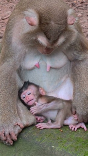 🐵 "A little monkey family, sharing big moments of love. ❤️"