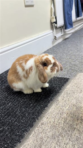 Understanding Predator and Prey Relationships in Nature