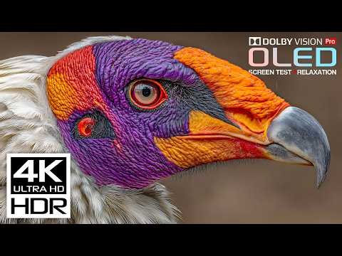 You Must See: Stunning 4K HDR Dolby Vision 120FPS (Perfect for 8K/4K TVs)