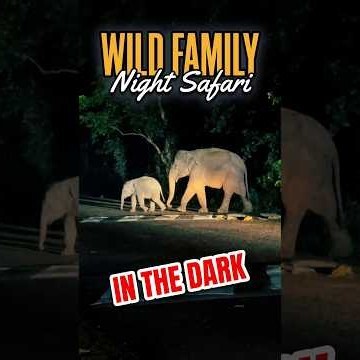 Night drive of Big Elephant herd. #wildlife #elephant #wildchroniclesrahul #animals